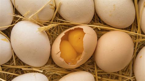 two yolks in one egg|Why Are People Superstitious About Double.